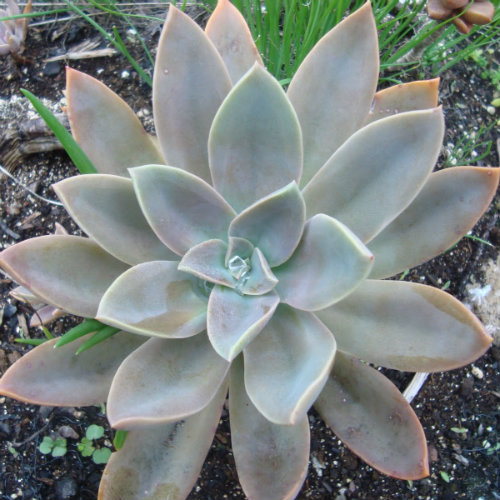 Tips for growing succulents 